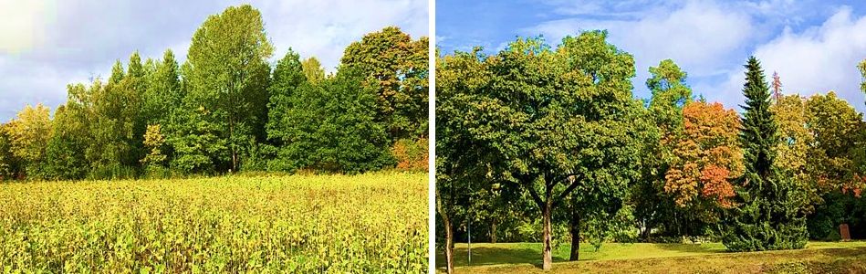 ruskaa ja auringonkukkia