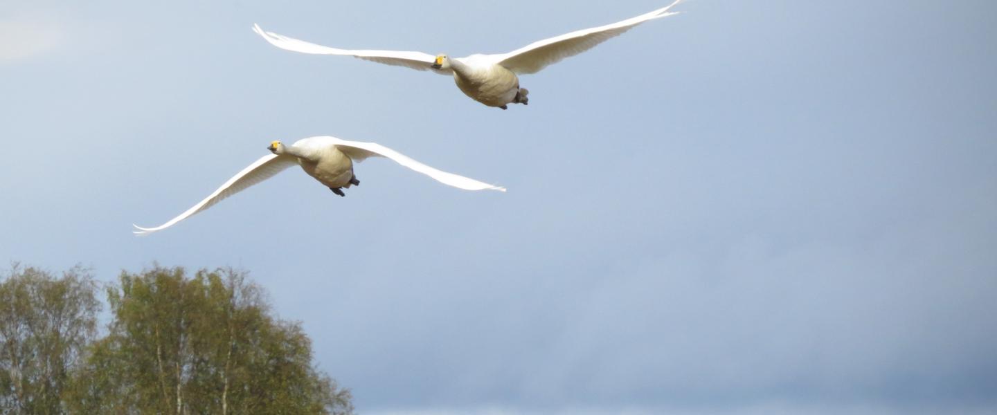 Joutsenet muuttavat Suomeen