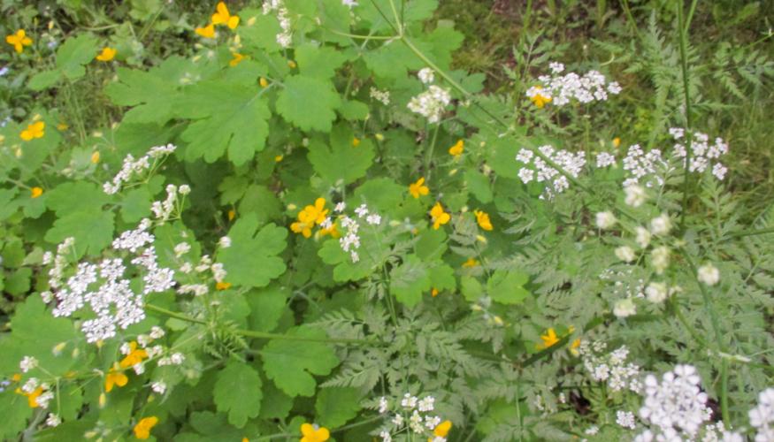 Hyvää kesää toivottavat keltamot ja väinönputket